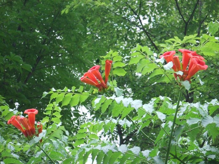 ７.17  アメリカノウゼンカズラ