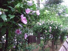 201784　西6　ムクゲ