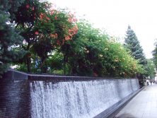 201785　西2　ﾉｳｾﾞﾝｶｽﾞﾗ1