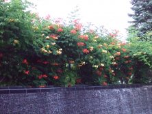 201785　西2　ﾉｳｾﾞﾝｶｽﾞﾗ2