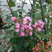 7丁目サルスベリ　８．１４