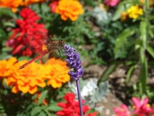 201791　西7　ﾄﾝﾎﾞ