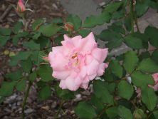 ブライダルピンク