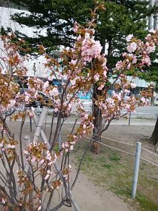 2018424　西3　ﾁｼﾏｻﾞｸﾗ