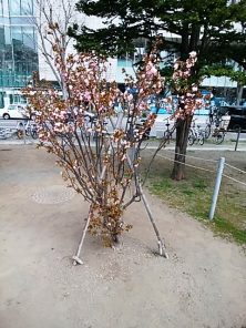 2018424　西3ﾁｼﾏｻﾞｸﾗ全体