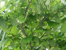 ハクウンボクのつぼみ