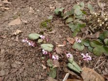 2018328　西5　ｼｸﾗﾒﾝ･ｺｳﾑ