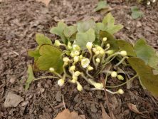 2018328　西5ﾐｽﾐｿｳ