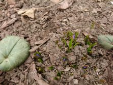 2018328　西5　ﾁｵﾉﾄﾞｸｻ