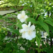 5丁目のバイカウツギ