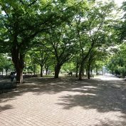 6丁目ケヤキ広場