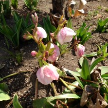 2016.4.10 クリスマスローズ