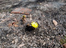 ６丁目の福寿草