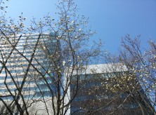 12丁目のキタコブシ