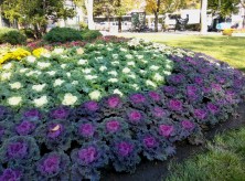 スポンサー花壇