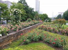 サンクガーデン６月１３日