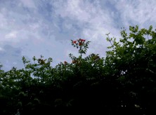 アメリカノウゼンカズラ２０１４