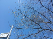 五丁目キタコブシ