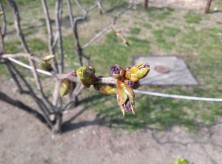 4丁目ライラック