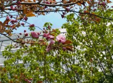 7丁目サトザクラ