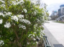 2016 4丁目ユキヤナギ