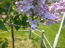 2016518 ラッキーライラック2