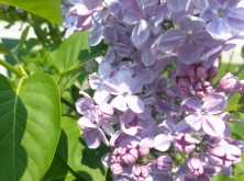 2016518　ﾗｯｷｰﾗｲﾗｯｸ1