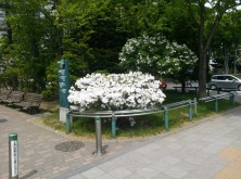 2016.5.24りゅうきゅうツツジ