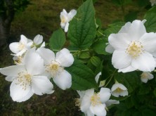 2016/06/10　バイカウツギ