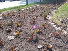 チューリップ 4.5