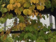 ２丁目ツルウメモドキ