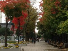 ２丁目サトウカエデ