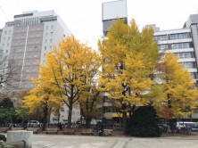 5丁目のイチョウ