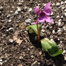 2016.4.10 カタクリ