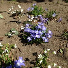 2016.4.10 チオノドクサ