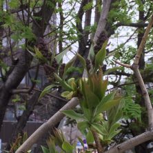 ライラックのムラサキの花芽