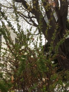 4丁目のユキヤナギがさきはじめています