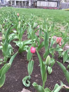 5丁目のピンクのチューリップがさいています。