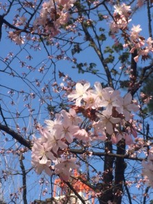 2016425　西５　1