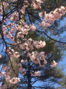 2016425　西５　2