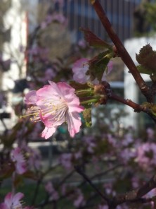 2016425　西３　2