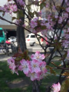 2016425　西３　3