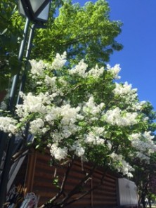 2016514　西７　1