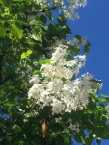 2016514　西７　２