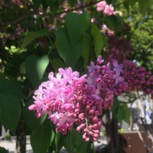 2016514　西７　４