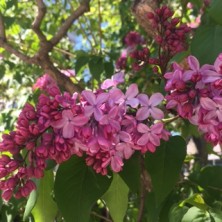 2016514　西７　３