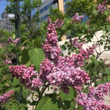 2016518 西5 ライラック