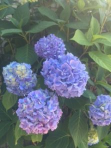 2016713　7丁目ｱｼﾞｻｲ2