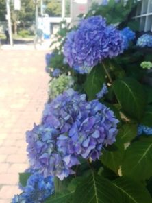 2016713　7丁目ｱｼﾞｻｲ1