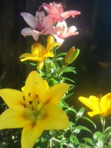 2016713　7丁目ﾕﾘ1